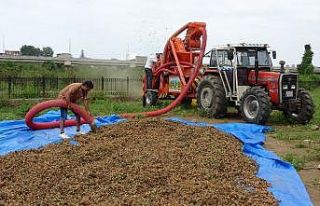 Ordu’da ‘patozcuların’ mesaisi başladı