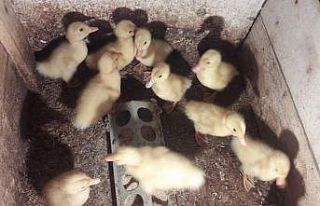 Ordu’da Pekin ördeğinin ilk civcivleri çıktı