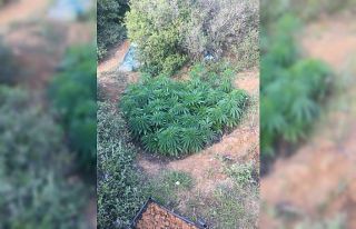 Ormanlık alanda 415 kök Hint keneveri ele geçirildi