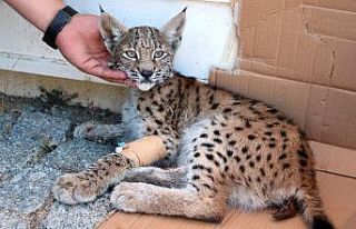 Ormanlık alanda bulunan yaralı vaşak koruma altına...