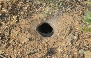 Örümceğin çekirgeyi avlama anı kameralara yansıdı