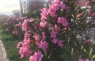 Osmaneli’nde peyzaj ve çevre düzenleme çalışmalarında...