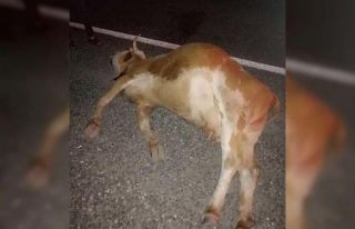 Otomobilin çarptığı inek telef oldu