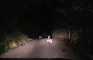 Otomobille ayıları köye kadar takip ettiler