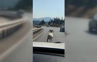 Otoyola çıkan koç otomobillere meydan okudu