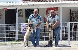 (Özel) Bayramda köpek otelleri yüzde yüz doldu