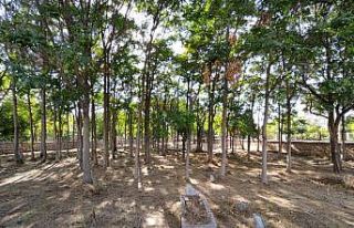 (Özel) İki park arasında meçhul mezarlık