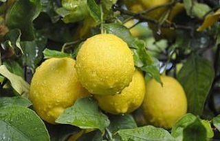 (Özel) Limon ihracatında ön izin şartının kalkması,...