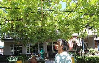 (Özel) Üzüm piş, ağzıma düş
