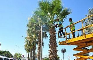 Palmiyeler bakımdan geçti