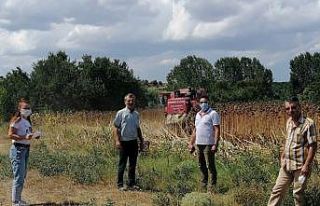 Pınarhisar’da ayçiçeği hasadı başladı