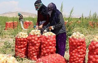 Polatlı’da kavurucu sıcakta yaz soğan sökümü