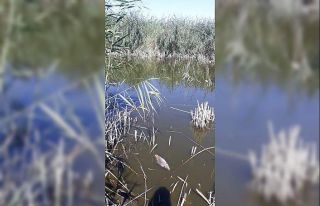 Porsuk’taki su azlığı yüzünden çiftçiler...