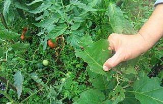 Rize’de vampir kelebeğin ardından patates böceği...