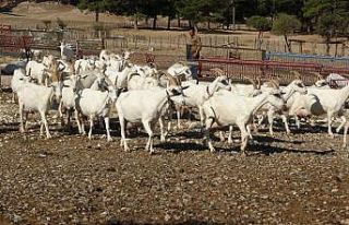 Saanen keçileri hem ormanı kurtardı hem de köylülerin...