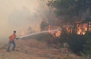 Sakarya’da orman yangını