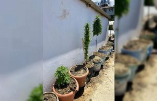 Samandağ’da Hint keneviri ve esrar ele geçirildi