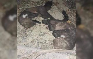 Sansar öldürüp fotoğrafını paylaştı, ceza...