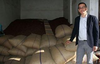 Serbest piyasada taze yaş fındık 15 liradan satılıyor