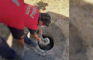 Sevimli köpek, itfaiyenin yardımı ile kurtuldu