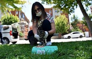 Sıcak havalarda can dostlarını unutmayalım