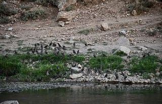 Sıcaktan bunalan kuşlar derede serinledi