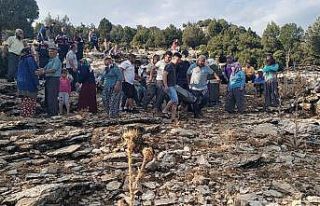 Sığındığı ağacın altında ölü bulundu