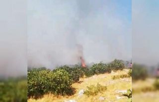 Silvan’da ormanlık alanda çıkan yangın söndürüldü