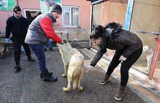Sincan’da çevre dostu ekip her daim sahada görev...