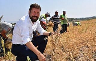Sındırgı’da nohut hasadı yapıldı