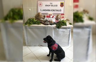 Sinop’ta uyuşturucu operasyonu: 2 gözaltı