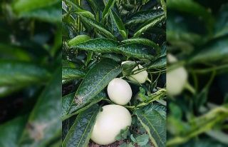 Şırnak’ta ilk kez pepino yetiştirildi