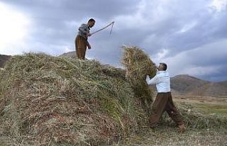Şırnak’ta saman hasadı başladı