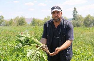 Sivaslı pancar üreticileri fabrika istiyor