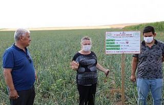 Soğan üreticileri yüksek verim bekliyor