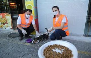 Sokak kedilerine su ve mama desteği
