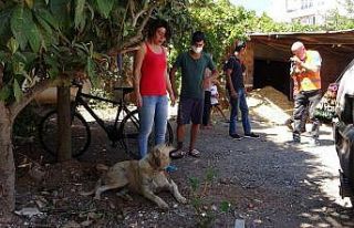 Sokak köpeğine uygunsuz hareketlerde bulunan yaşlı...