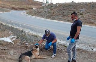 Sokaklardaki can dostlar tedavi ediliyor