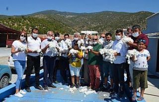 Söke’de ilk pamuk Gölbent ve Tuzburgaz’ından