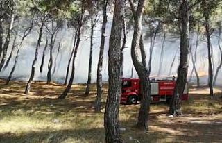 Soma’da orman yangını