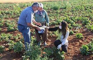 Su kullanılmadan üretilen bamya hasadı başladı