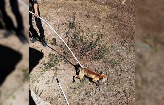 Su kuyusuna düşen tilki, itfaiye ekipleri tarafından...
