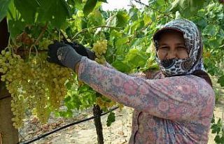 Sultani üzümde ilk ihracat tırları törenle uğurlandı