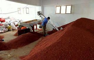 Sumak ekşisinde hasat dönemi