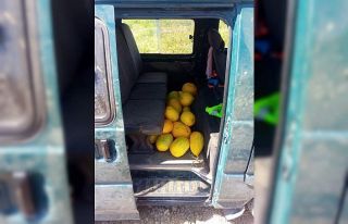 Tarladan kavun çalarken suç üstü yakalandı