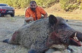 Tarlaları talan eden domuzun yakalanma anları kameraya...