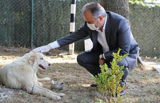 Tedavi altına alınan kanserli köpeğe Başkan Aktaş...