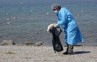 Tedirgin eden martı ölümlerinin sebebi ortaya çıktı