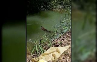 Tekirdağ’da görülen su samuru şaşırttı