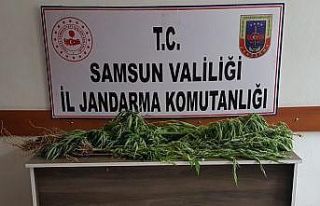 Terme’de jandarmadan operasyon
